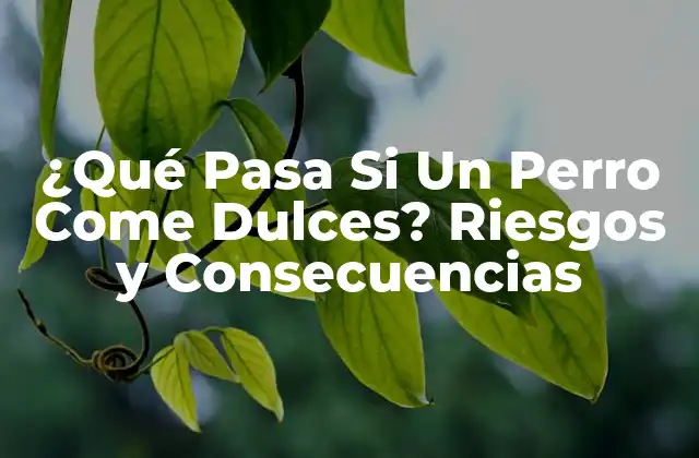 ¿qué Pasa Si un Perro Come Dulces? Riesgos y Consecuencias