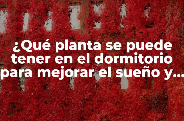 ¿qué Planta Se Puede Tener en el Dormitorio para Mejorar el Sueño y la Respiración?
