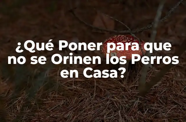 ¿qué Poner para que No Se Orinen los Perros en Casa?