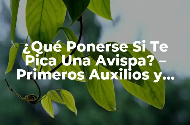 ¿qué Ponerse Si Te Pica una Avispa? – Primeros Auxilios y Remedios Caseros