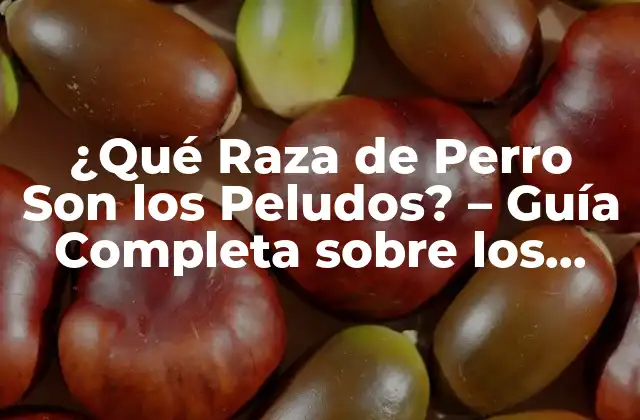 ¿qué Raza de Perro Son los Peludos? - Guía Completa sobre los Perros de Pelo Largo 2 Razas de Perros de Pelo Largo Más Populares