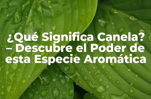 ¿qué Significa Canela? – Descubre el Poder de Esta Especie Aromática