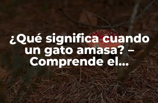 ¿qué Significa Cuando un Gato Amasa? – Comprende el Comportamiento de Tu Felino