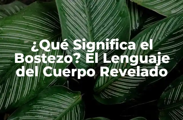 ¿qué Significa el Bostezo? el Lenguaje Del Cuerpo Revelado
