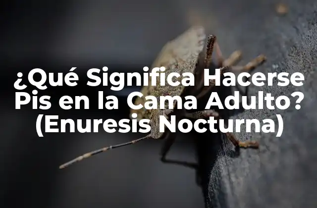 ¿qué Significa Hacerse Pis en la Cama Adulto? (enuresis Nocturna)
