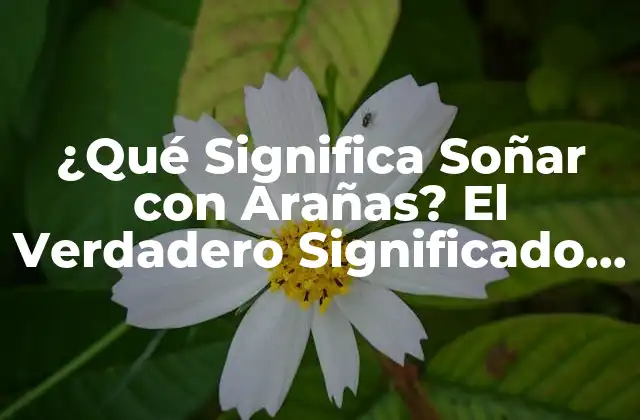 ¿qué Significa Soñar con Arañas? el Verdadero Significado Detrás de Tus Sueños