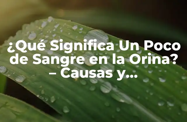 ¿qué Significa un Poco de Sangre en la Orina? – Causas y Tratamientos