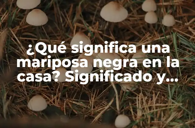 ¿qué Significa una Mariposa Negra en la Casa? Significado y Superstición