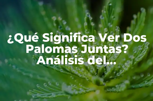 ¿qué Significa Ver Dos Palomas Juntas? Análisis Del Simbolismo y el Significado Espiritual