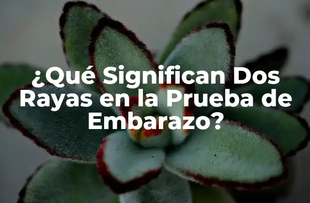 ¿qué Significan Dos Rayas en la Prueba de Embarazo?