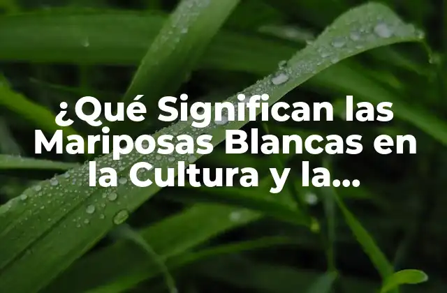 ¿qué Significan las Mariposas Blancas en la Cultura y la Espiritualidad?