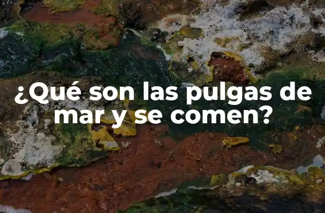 ¿qué Son las Pulgas de Mar y Se Comen? 2 ¿Qué nutrientes contienen las pulgas de mar?