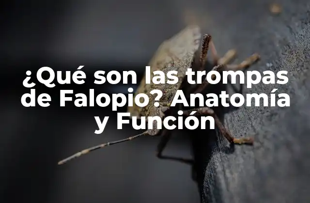 Anatomía de las Trompas de Falopio