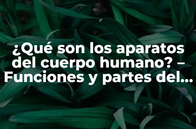 ¿qué Son los Aparatos Del Cuerpo Humano? – Funciones y Partes Del Cuerpo