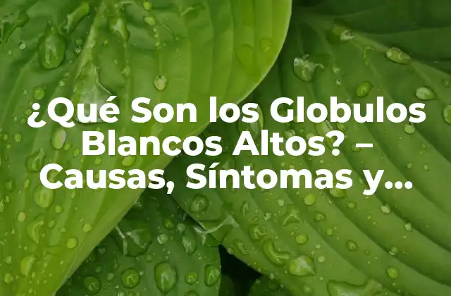 ¿qué Son los Globulos Blancos Altos? – Causas, Síntomas y Tratamiento