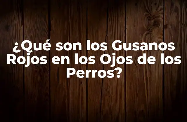 ¿qué Son los Gusanos Rojos en los Ojos de los Perros?