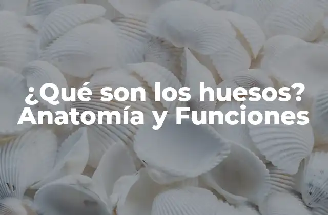 ¿qué Son los Huesos? Anatomía y Funciones
