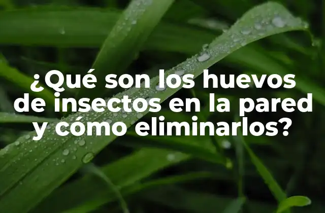 ¿qué Son los Huevos de Insectos en la Pared y Cómo Eliminarlos?