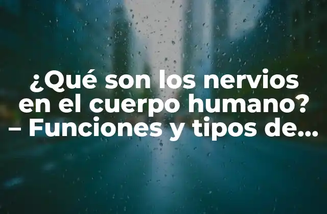 ¿qué Son los Nervios en el Cuerpo Humano? – Funciones y Tipos de Nervios