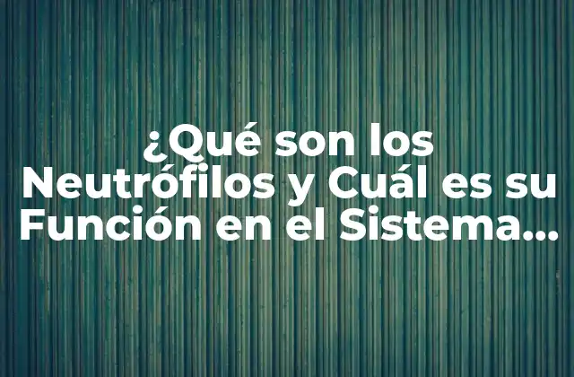 ¿qué Son los Neutrófilos y Cuál es Su Función en el Sistema Inmunológico?