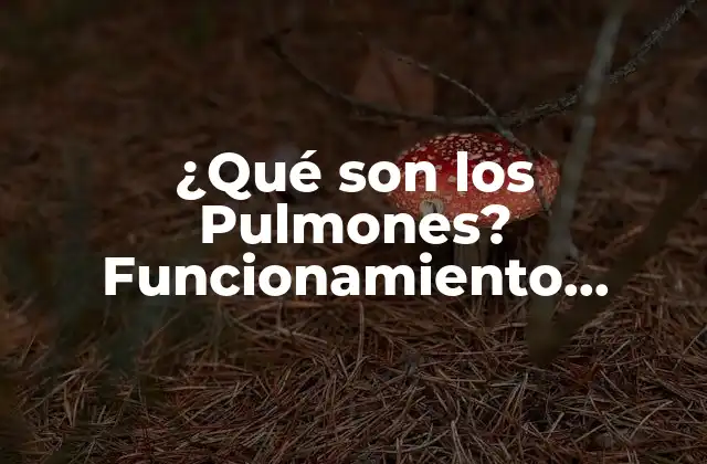 ¿qué Son los Pulmones? Funcionamiento, Estructura y Enfermedades