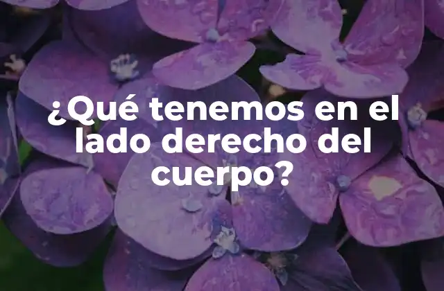 ¿qué Tenemos en el Lado Derecho Del Cuerpo?