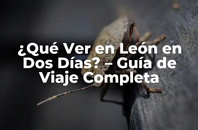 ¿qué Ver en León en Dos Días? – Guía de Viaje Completa