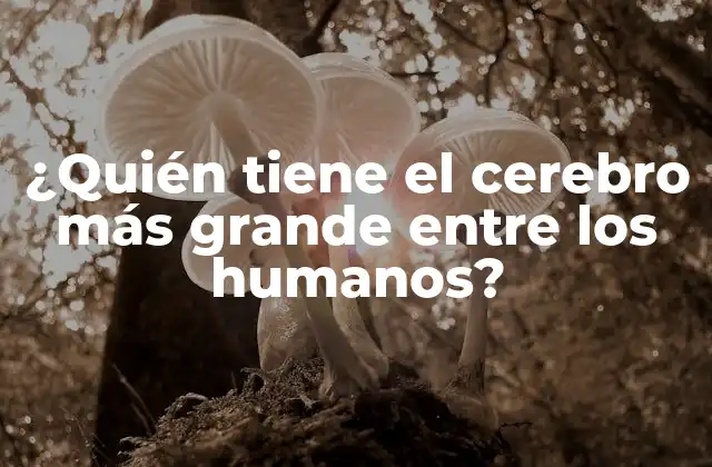 ¿quién Tiene el Cerebro Más Grande entre los Humanos?