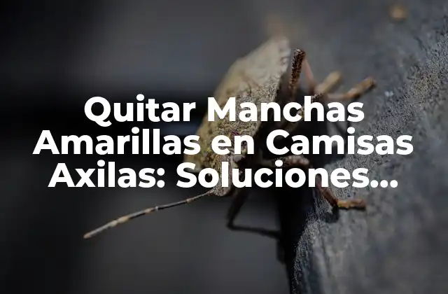 Quitar Manchas Amarillas en Camisas Axilas: Soluciones Efectivas 2 Causas de las Manchas Amarillas en Camisas Axilas