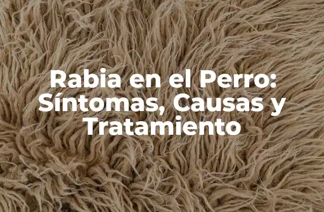 Rabia en el Perro: Síntomas, Causas y Tratamiento