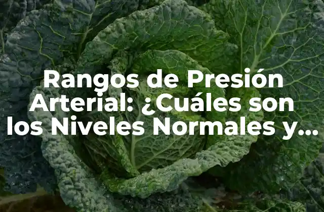 Rangos de Presión Arterial: ¿cuáles Son los Niveles Normales y Anormales?