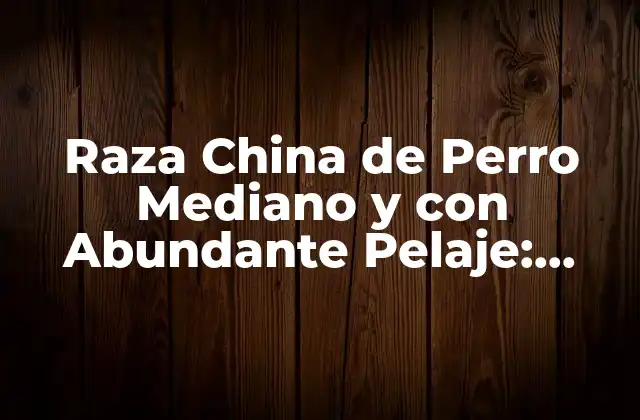 Raza China de Perro Mediano y con Abundante Pelaje: Todo Lo que Necesitas Saber