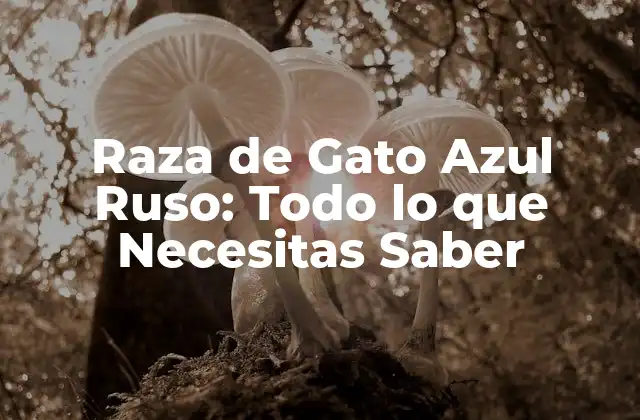Raza de Gato Azul Ruso: Todo Lo que Necesitas Saber
