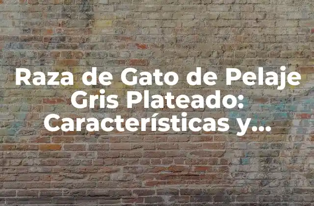Raza de Gato de Pelaje Gris Plateado: Características y Cuidado