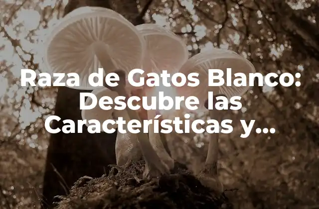 Raza de Gatos Blanco: Descubre las Características y Cuidados de Estos Felinos Especiales