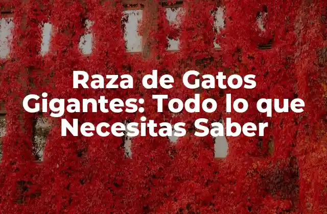 Raza de Gatos Gigantes: Todo Lo que Necesitas Saber