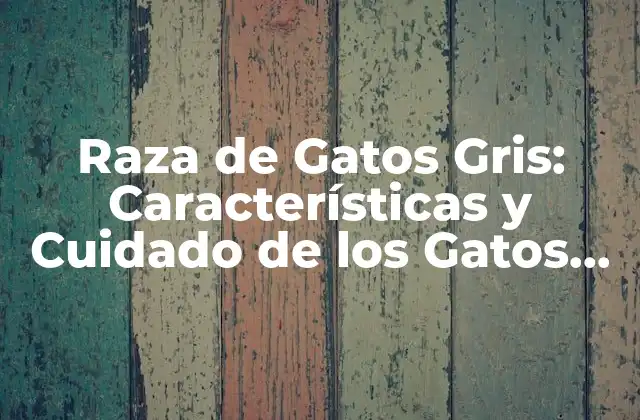 Raza de Gatos Gris: Características y Cuidado de los Gatos de Pelo Gris