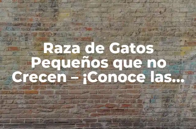 Raza de Gatos Pequeños que No Crecen – ¡conoce las Mejores Opciones!