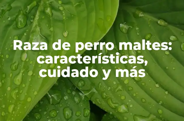 Raza de Perro Maltes: Características, Cuidado y Más