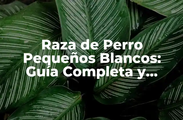 Raza de Perro Pequeños Blancos: Guía Completa y Detallada 2 Orígenes y Historia de la Raza de Perro Pequeños Blancos