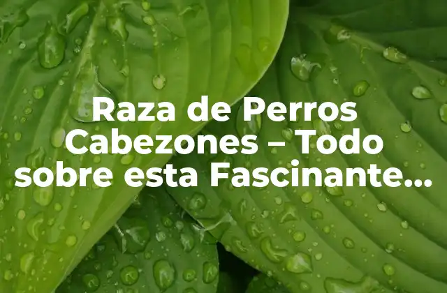 Raza de Perros Cabezones – Todo sobre Esta Fascinante Raza Canina