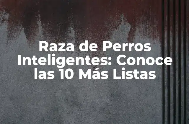 Raza de Perros Inteligentes: Conoce las 10 Más Listas