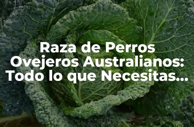 Raza de Perros Ovejeros Australianos: Todo Lo que Necesitas Saber