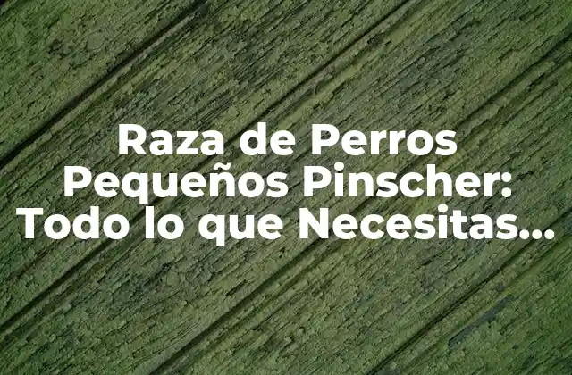 Raza de Perros Pequeños Pinscher: Todo Lo que Necesitas Saber