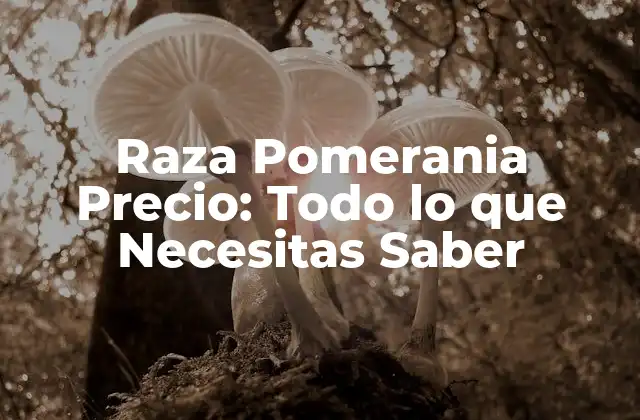 Orígenes y Características de la Raza Pomerania