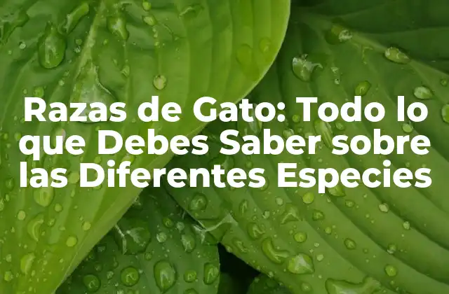 Razas de Gato: Todo Lo que Debes Saber sobre las Diferentes Especies
