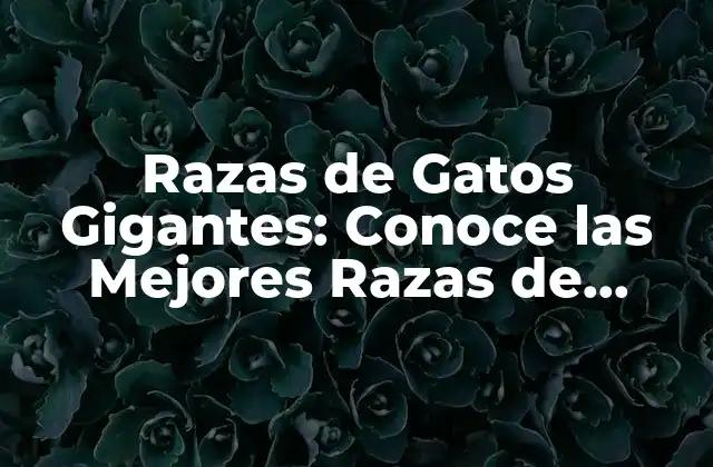 Razas de Gatos Gigantes: Conoce las Mejores Razas de Gatos Grandes