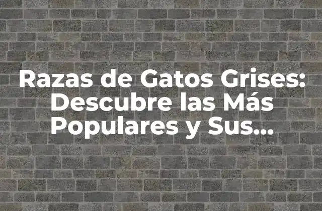 Razas de Gatos Grises: Descubre las Más Populares y Sus Características