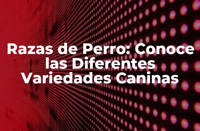 Razas de Perro: Conoce las Diferentes Variedades Caninas