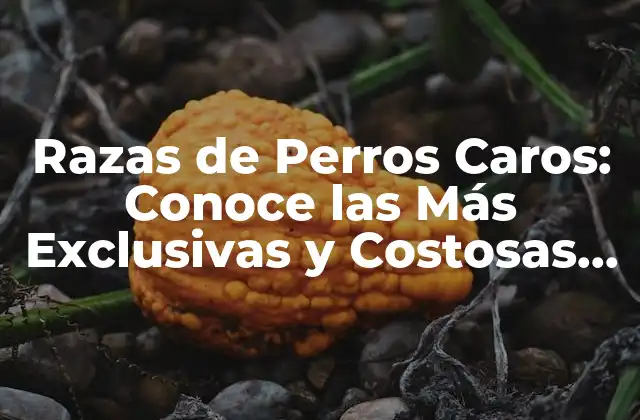 Razas de Perros Caros: Conoce las Más Exclusivas y Costosas Del Mundo